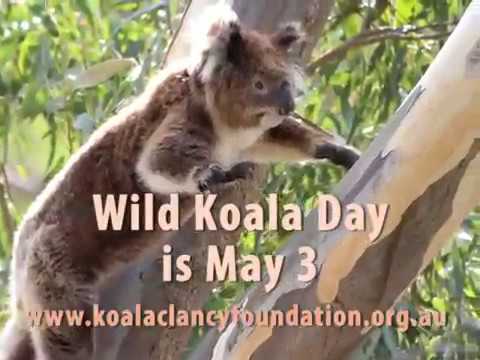 Koalas are fast!
