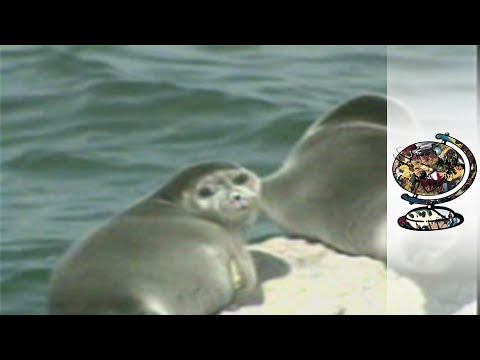 0 Baikal, tesoro ecológico