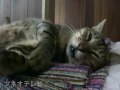 ツネオ君～音楽を聴きながら～？