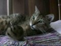ツネオ君～音楽を聴きながら～？