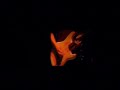 Video screenshot