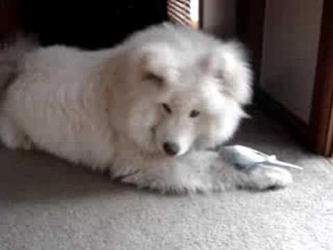 SAMOYED