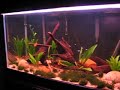 aquario de 200 litros 