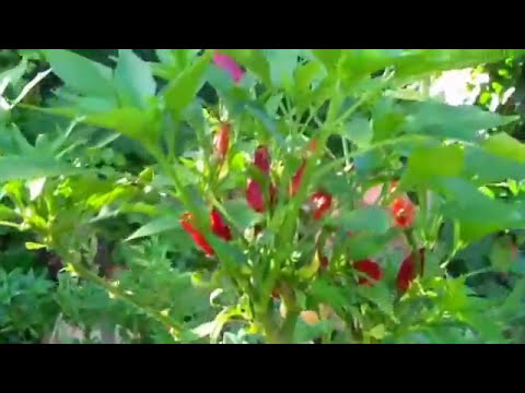 how to transplant acanthus