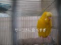 インコ