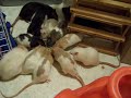 Feeding on the table