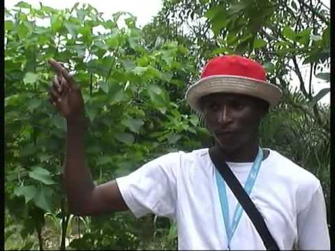 Fils de Bangui