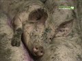 UK pig farming investigation 2008