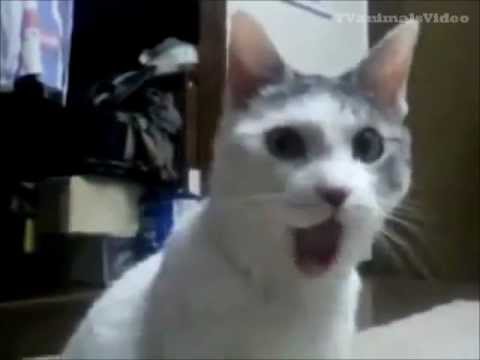 Crazy Cats Video Compilation