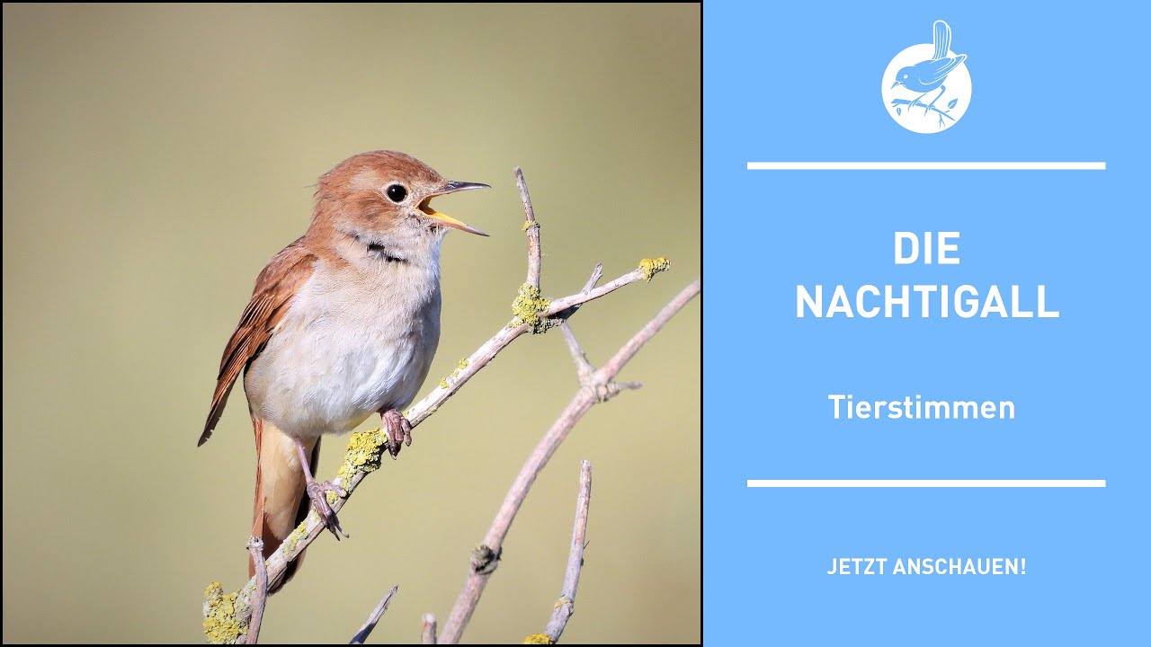 Vogelstimmen: Die Nachtigall - Nightingale - Luscinia megarhynchos (4k)