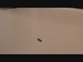 the coolest slowmo clip.wmv