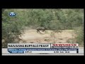 Naivasha residents kill a buffalo