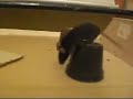 mouse agility - early training mouse agility - early training
