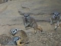 sleepy meerkat at the nashville zoo sleepy meerkat at the nashville zoo