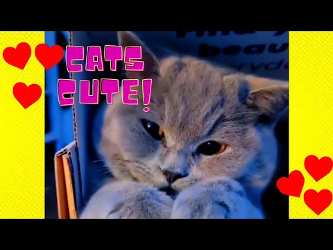 CATS will make you LAUGH YOUR HEAD OFF Funny CAT compilation