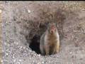 Canadian marmot close encouters
