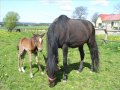 Das Glück der Erde liegt auf dem Rücken der Pferde. Das Glück der Erde liegt auf dem Rücken der Pferde.