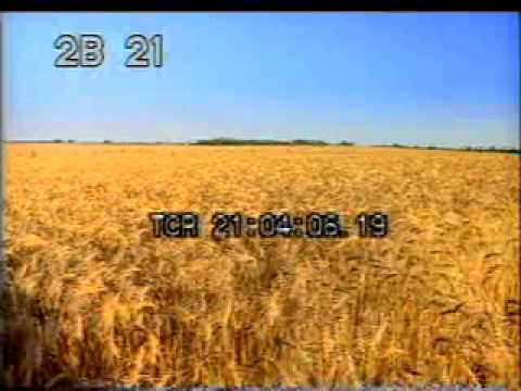 Combination of a wheat field 35mm - Wheat - - Wheat Field the best footage - footage photography - YouTube