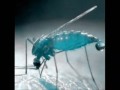 EL ZANCUDO ( TECNO CUMBIA MIX ) MOSQUITO