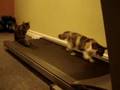 Treadmill-Kittens