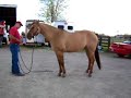Groundwork with a red dun
