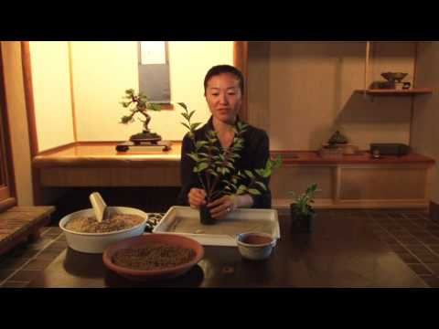 Bonsai: The Universe As A Tree lesson 3 / 山田香織の盆栽講座 第三回 ムラサキシキブ Bonsai: The Universe As A Tree lesson 3 / 山田香織の盆栽講座 第三回 ムラサキシキブ