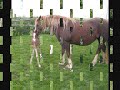 Foals for sale by the fantastic Gywnfaes Owain Glyndwr, East Yorskhire