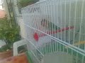 inseparabili fisher(chieti) Manele-Gratis.net