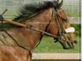 Goodbye Barbaro