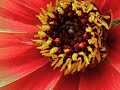 salpedi-Macro Photography-Part 2