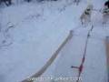 Dog-sledding in Abisko, Sweden