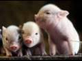 Stop Animal Abuse!!!