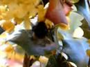 Bee 2