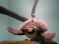 videos de Turtle swimming