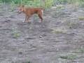 Kaitu, Dag and Rufus Playing by the River