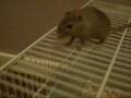videos de My cute gerbils
