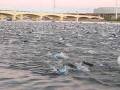 videos de Ironman Arizona Swim Start