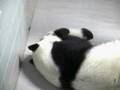 Lun and Cubbie 11-20-08