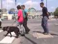 videos de Comment devenir utilisateur d'un chien guide d'aveugle? - 3