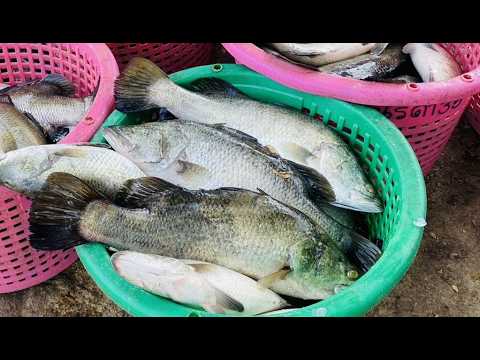 ปลากะพงขาวปัตตานี