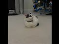 cat or meerkat  ?!! funny cats minnie