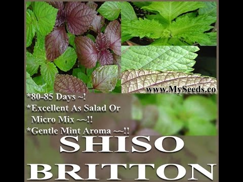 how to grow shiso