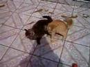 felinos brincando no terraço
