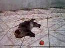 Felinos brincando no terra�o