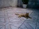 felinos brincando no terraço