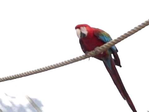 Parrot Parrot