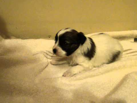 Top Spot Adorable little Boy