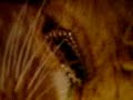 ginger movie 1 =]