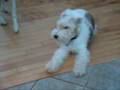 Dicey - Fox Terrier - Possible CECS