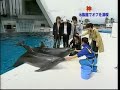 tohoshinki dolphin training